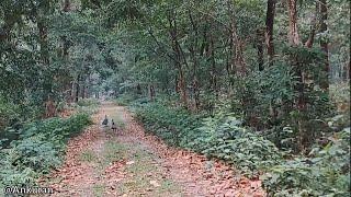 Exploring The Unexplored (North Bengal , Dooars Forest )