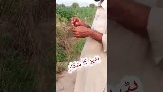 Batair ki awaz,Batair ka shikar,Quail sound,Batair hunting,Bird