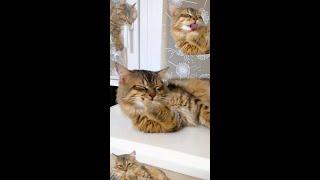 Washed and tired | Nafantik  #cat