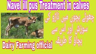 Navel ILL Pus Calf  Treatment || How To Remove Pus From Wound,Umbilical Abscess opening boddugadda