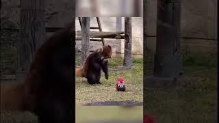 Красная Панда  Red Panda #cute #shorts #cuteanimals #animals