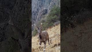 Wild nature of Surkhandarya #mountains #naturelovers #travel #nature #wildlife