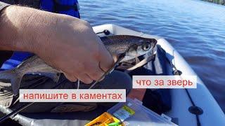 Пестовское водохранилище, Плаваем, катаемся.