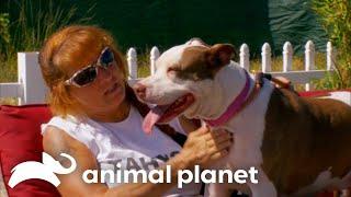 Smack The Dog Gets A Second Chance | Pit Bulls and Parolees | Animal Planet