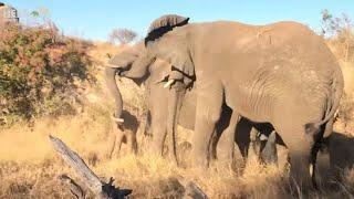 A Dramatic Moment as Khanyisa Screams and the Elephants Come Running