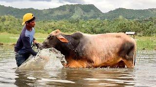 cleaning cows - happy cows bathing in the rice fields