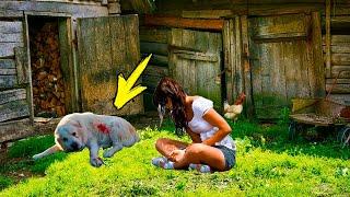 A girl in the barn saw a dog bleeding. Then the Incredible happened!