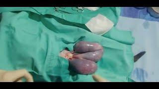 Pregnant pyometra street cat castration