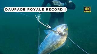 Je pêche un poisson record en Bretagne ! Chasse sous marine Bretagne sud