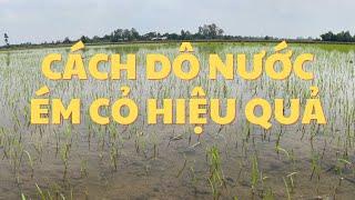 Thời điểm nào vô nước để quản lý cỏ lúa cỏ hiệu quả…???