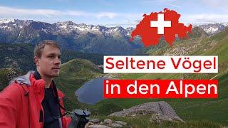 seltene Gebirgsvögel | Vier Tage in den Alpen