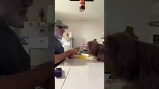 Shih Tzu Dog TAKES CARE OF Daddy's Roast Beef 