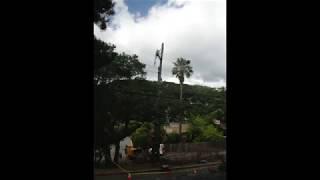 TriangleTree Removal Time-lapse (early version)