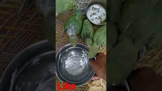Parrot important video || #parrot #importantvideo #shorts