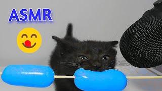 Kitten Eating Blue Sausage ASMR