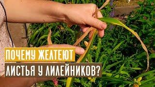 Почему желтеют листья у лилейников? Как с этим бороться? / Садовый гид