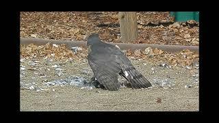 Hawk Eats pigeon Alive