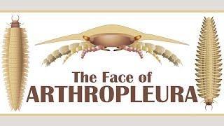 The Face of Arthropleura