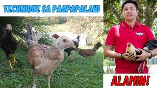 Ang Aking Technique Sa Pagpapalahi? Alamin!