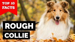 Rough Collie - Top 10 Facts