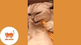 Funny Cats and Dogs Videos Compilation 2019