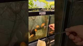 Morning routine of a goldfish breeder