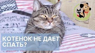 Гиперактивный котенок, основные причины и что делать?