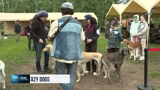 Astana hosts exhibition dedicated to Kazakh Tazy dogs