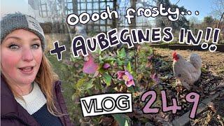 A Frosty Allotment! + Sowing Aubergine Seed. Ep 249 || Plot 37