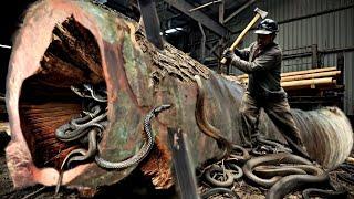 The gruesome history of sawmills coconut wood at the sawmill