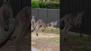 Kangaroos hopping around in reverse. Reverse Videology #onlyinaustralia #animalshorts