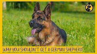 6 Reasons Why You Shouldn't Get a German Shepherd