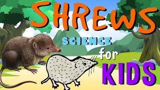 Shrews | Science for Kids