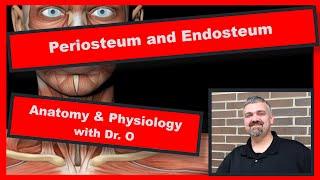 Periosteum and Endosteum:  Anatomy and Physiology