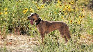 Great Dane hereditary diseases and health screenings