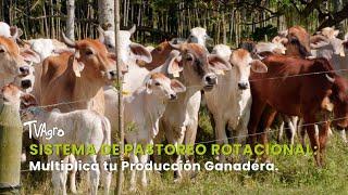 Sistema de Pastoreo Rotacional: Multiplica tu Producción Ganadera - TvAgro por Juan Gonzalo Angel