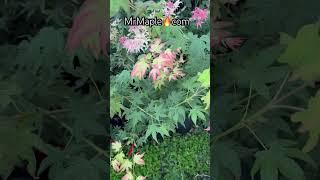 Acer palmatum 'Moon Shadow' Japanese Maple at MrMaple.com #japanesemaples