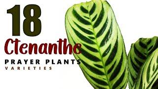 18 CTENANTHE VARIETIES | CTENANTHE | PRAYER PLANTS | HERB STORIES