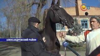 Подаренный Владимиром Путиным королю Бахрейна жеребец родом из Ставропольского края