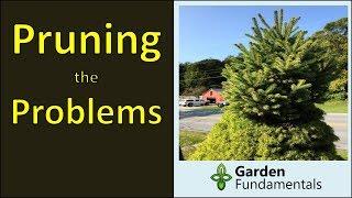 Pruning Trees & Shrubs: Step 1 solving the problems