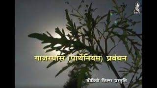 Parthenium Management (Hindi)