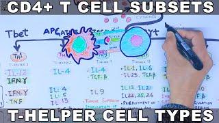 CD4+ T Cell Subsets | T-Helper Cell