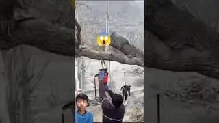 The expert tree cutter || cutting down big tree #youtubeshorts #viralvideo