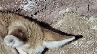 VERY CUTE BABY FENIX FOX!!!!!!