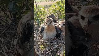 Wings of Expression #KiteBird #BirdBehavior #shorts