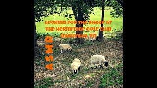 ASMR | LOOKING FOR -- AND FINDING -- THE SHEEP OF HERMITAGE GOLF COURSE IN NASHVILLE