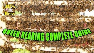 Raising Queen Bees / Queen Rearing / Grafting Queen Bees