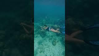 Harvesting seaweed for snacks  #freediving #coron