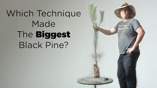 Bonsaify | Is the BIGGEST Black Pine Pre-Bonsai also the BEST Tree?