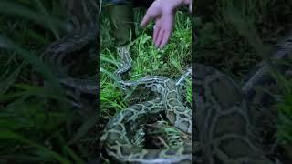 VICIOUS SNAKE ATTACKS TESS! | Swamp People: Serpent Invasion | #Shorts